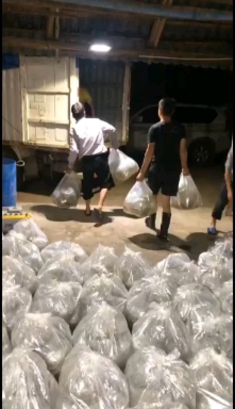 淡水草虾苗，斑节虾，九节虾，提供技术，欢迎来咨询
