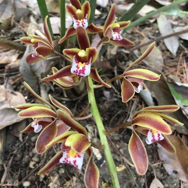 蜜蜂兰多花兰台兰散苗兰花鲜花绿植盆栽产地直销
