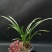 蜜蜂兰多花兰台兰散苗兰花鲜花绿植盆栽产地直销