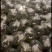 淡水草虾苗，斑节虾，九节虾，提供技术，欢迎来咨询
