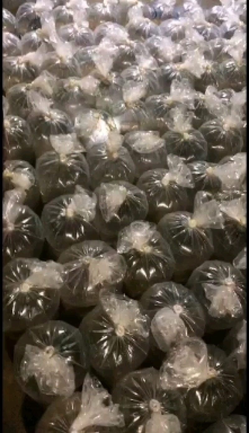 淡水草虾苗，斑节虾，九节虾，提供技术，欢迎来咨询
