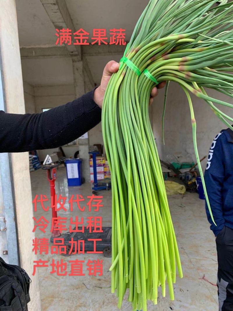 蒜苔大量供应代收代存代发各地市场产地批发质量保证