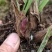 蜜蜂兰多花兰台兰散苗兰花鲜花绿植盆栽产地直销