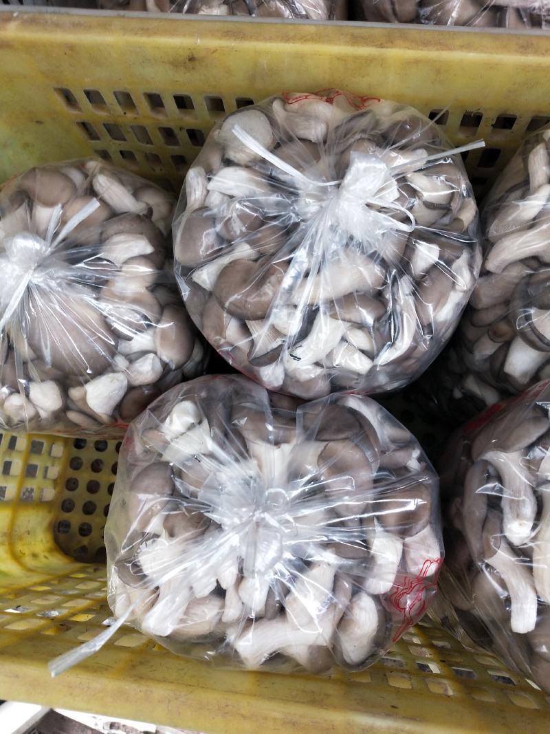 河北精品秀珍菇大量有货/一手货源/量大优惠/诚信经营