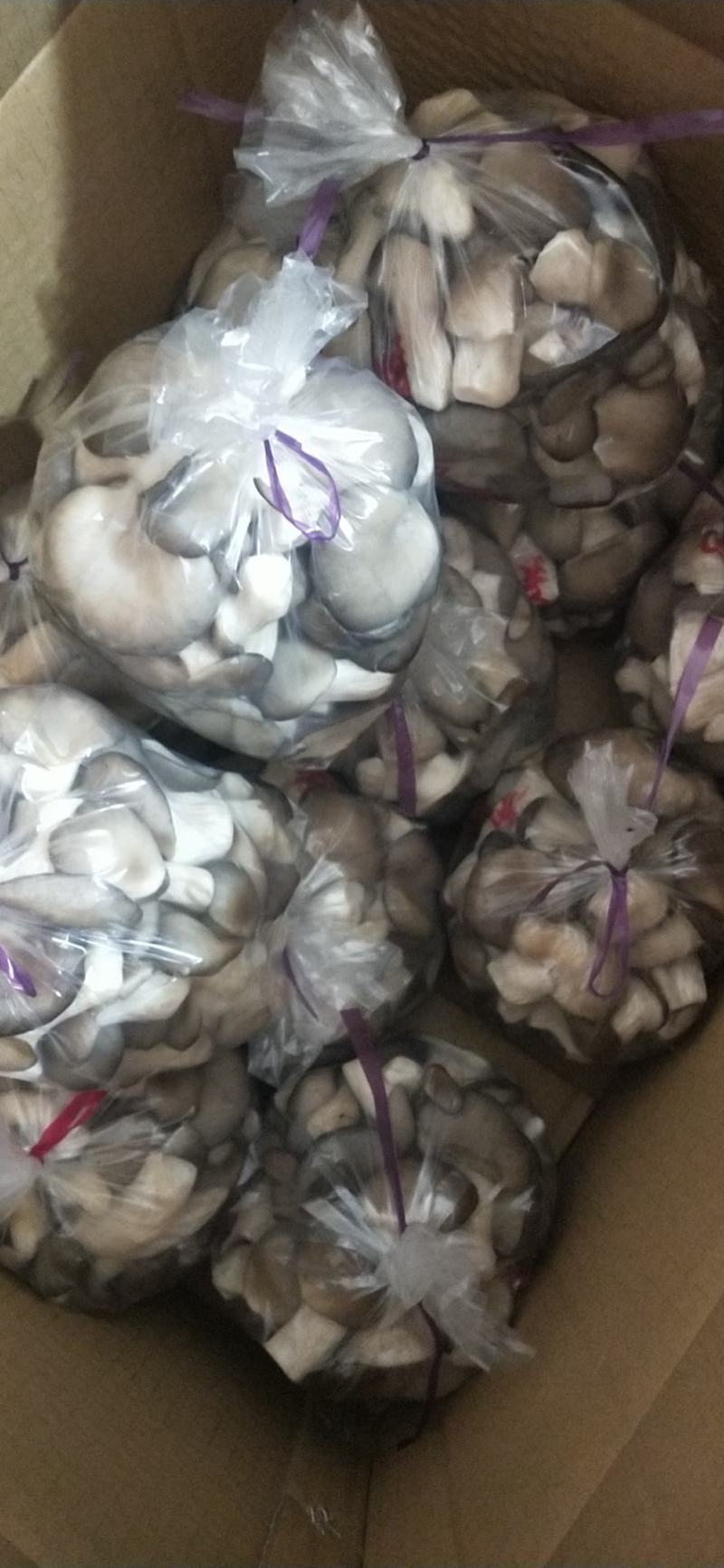 河北精品秀珍菇大量有货/一手货源/量大优惠/诚信经营