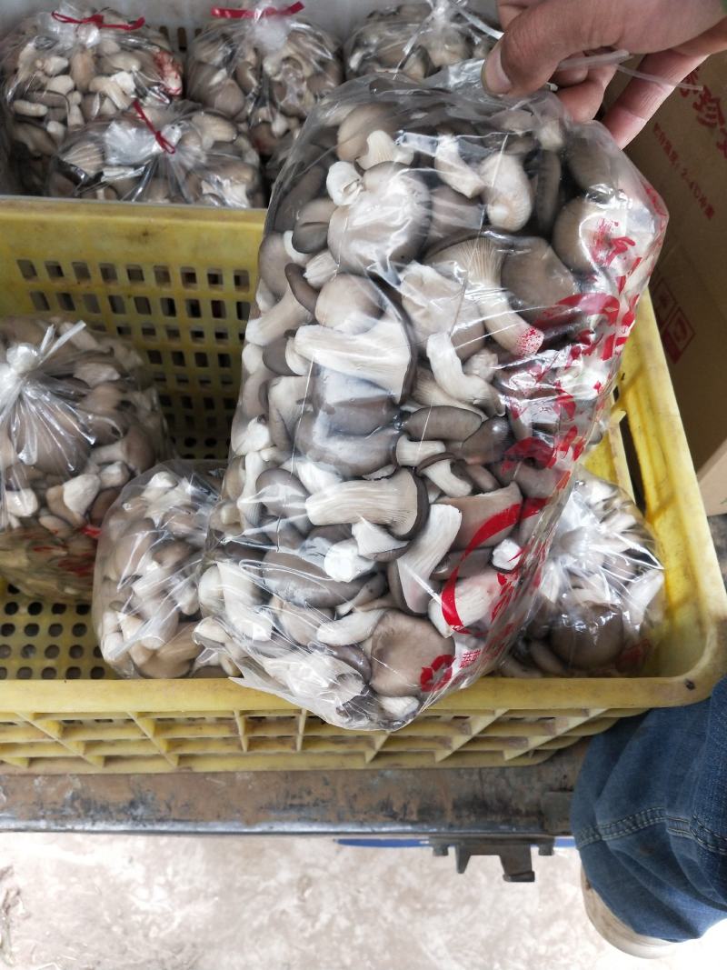 河北精品秀珍菇大量有货/一手货源/量大优惠/诚信经营