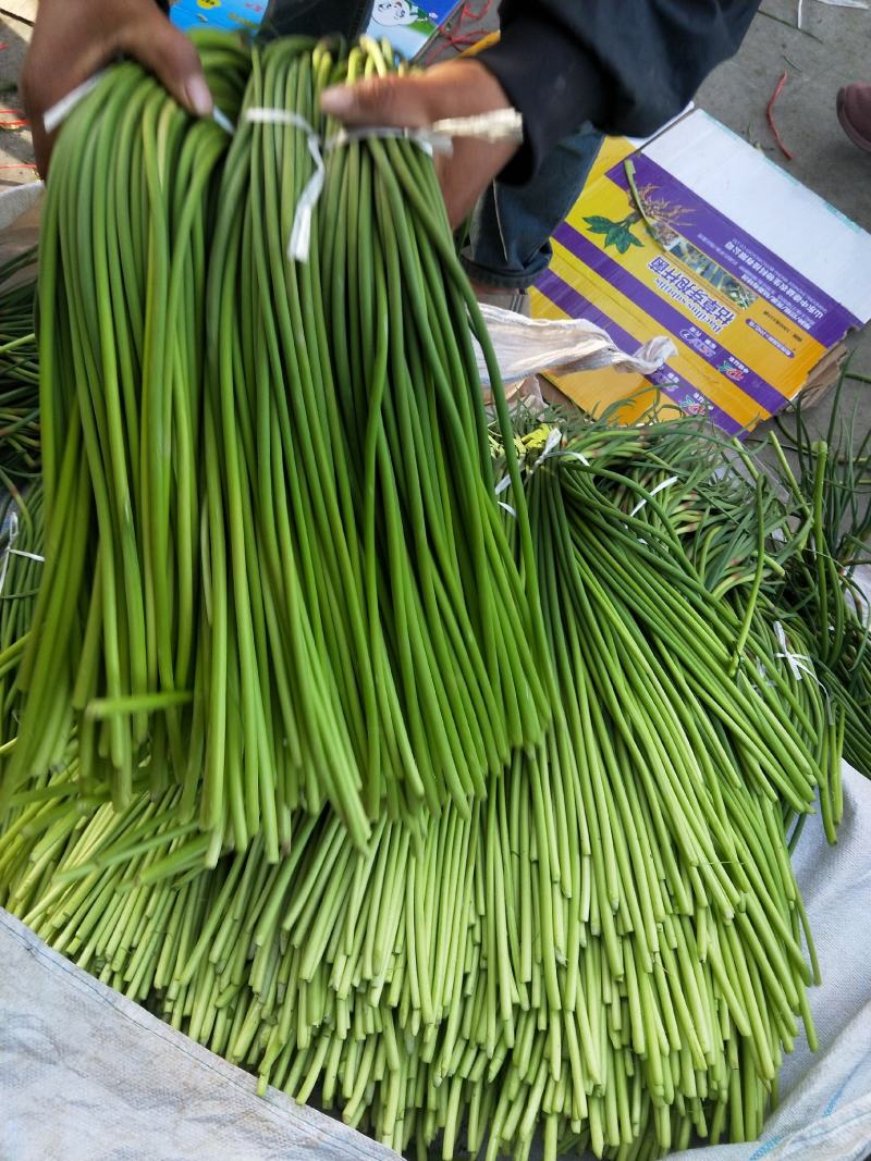 【优质】蒜薹大量上市代收代存代发市场常年精品加工打冷