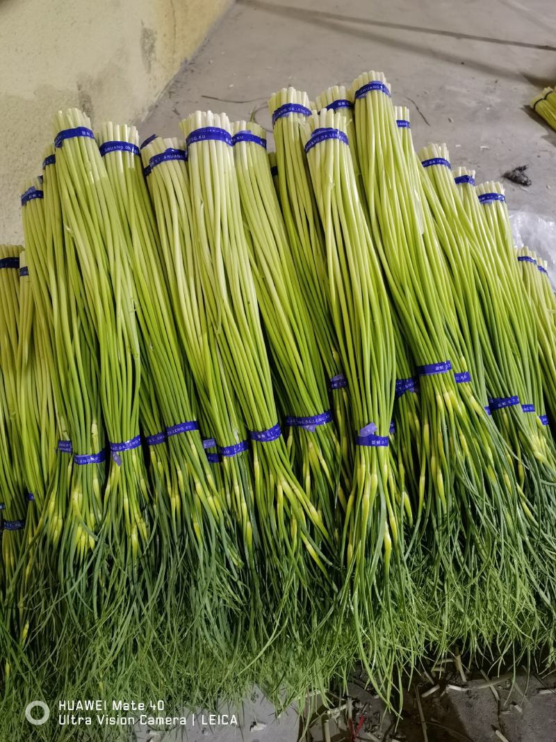 【优质】蒜薹大量上市代收代存代发市场常年精品加工打冷