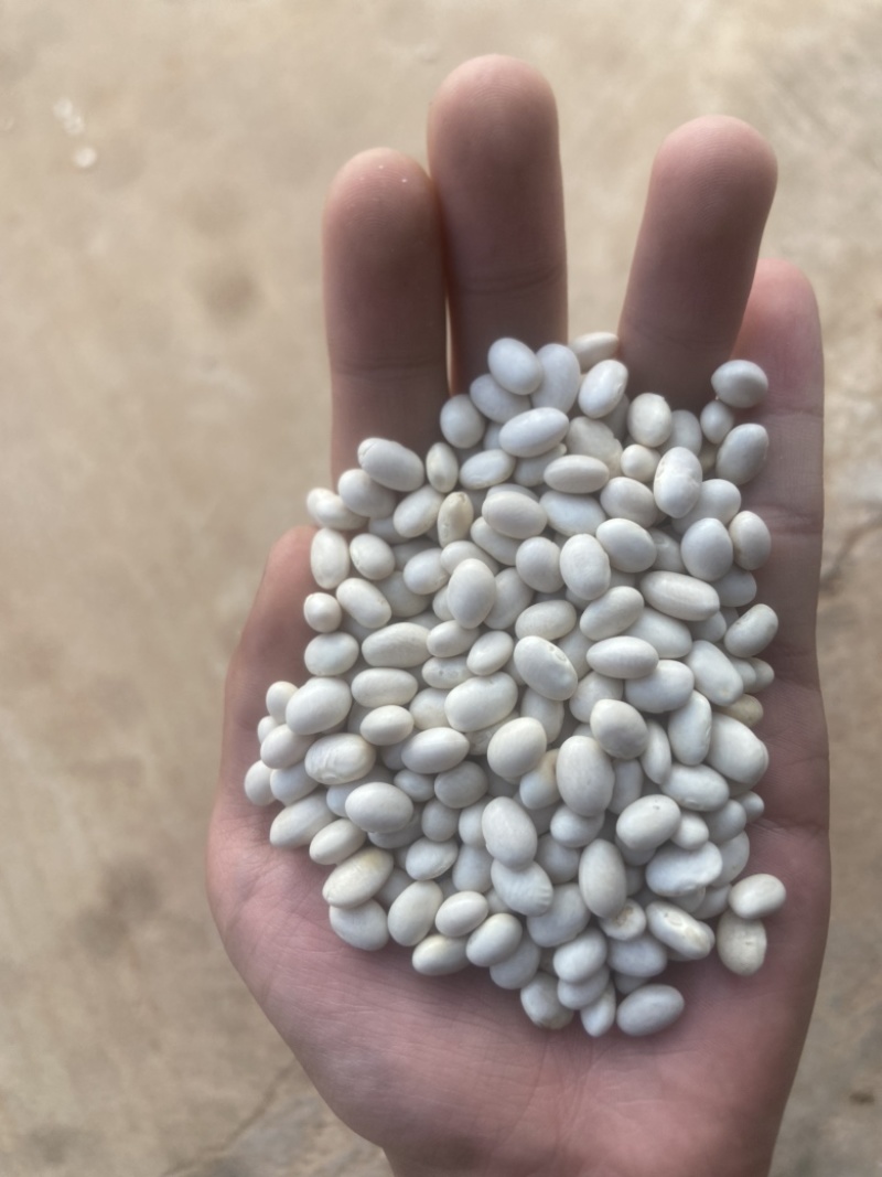 小白豆，珍珠白，昆明现货装车