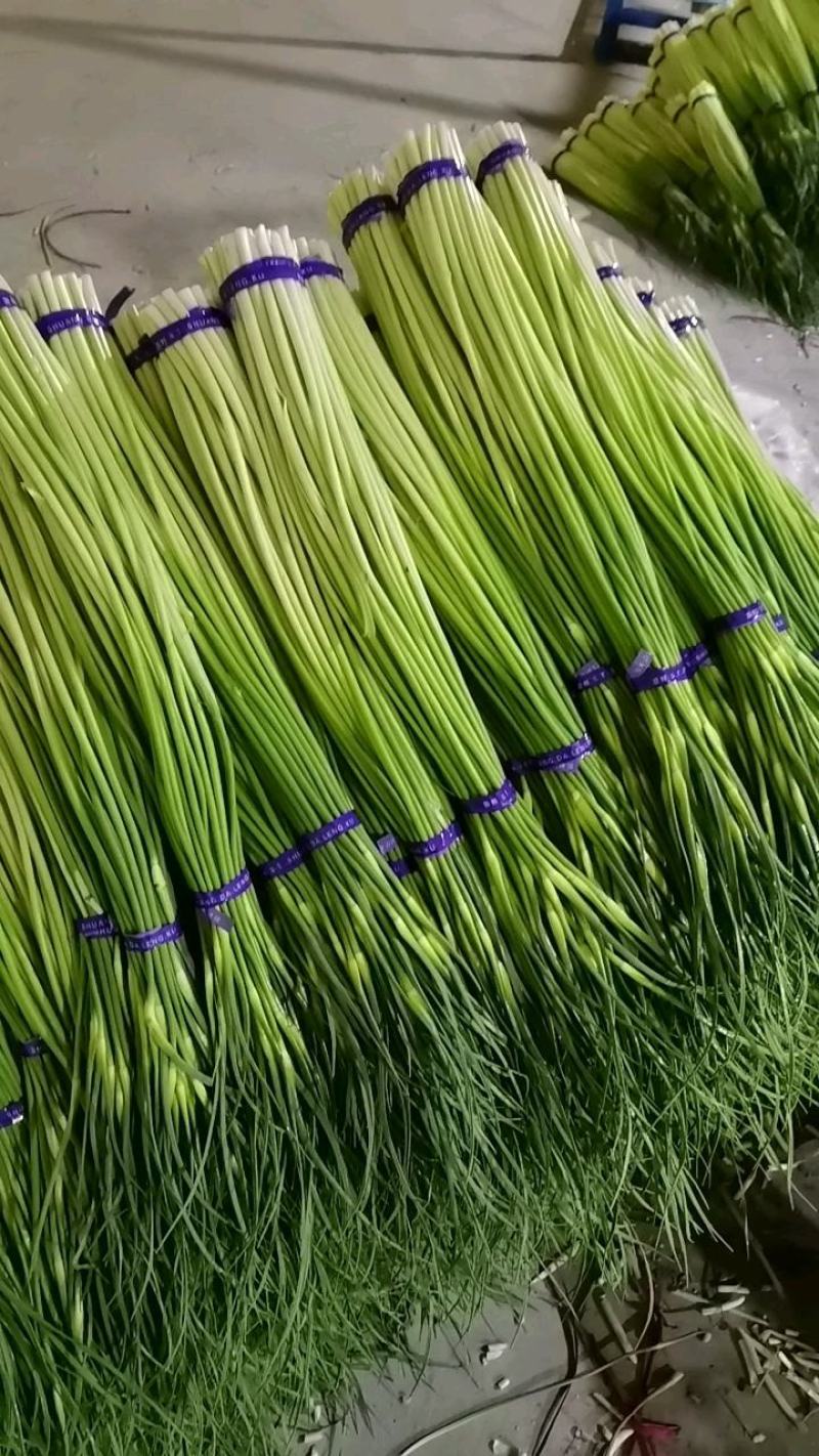 蒜薹红帽蒜苔大量有货常年供应代发精品蒜薹