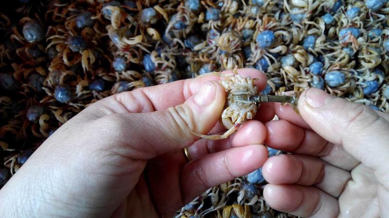 沙蟹，小沙蟹，鲜活沙蟹