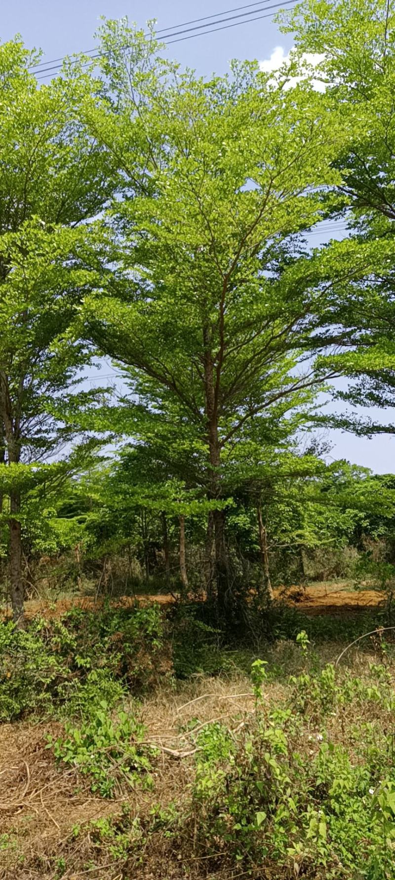 小叶榄仁树小叶榄仁苗本场长期提供优质地苗假植苗