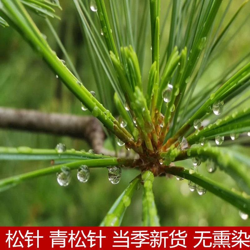 松针粉食用马尾青松针粉新货纯正松针茶松马尾松针粉包邮