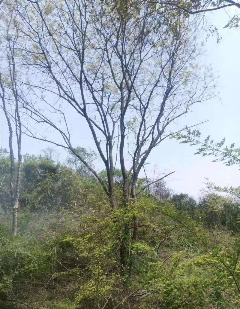 丛生黄连木江西丛生黄连木
