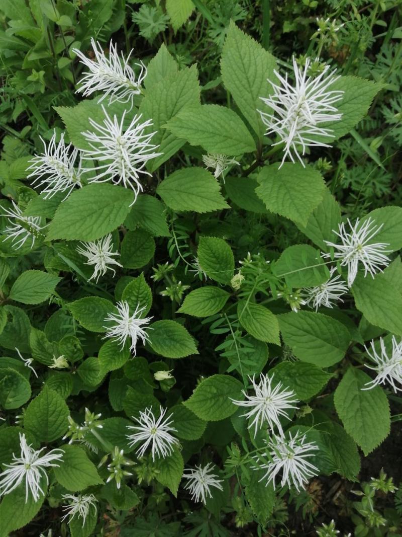 野生四块瓦，可以挖鲜货，提前预约