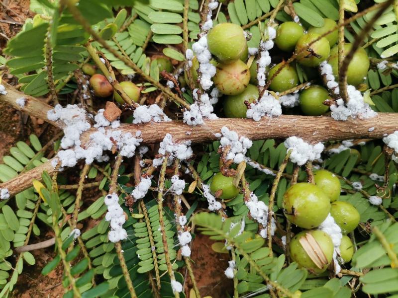 沪联黑钻氯氰毒蚧壳虫介壳虫钻心虫杀地下害虫杀虫农药乐斯本