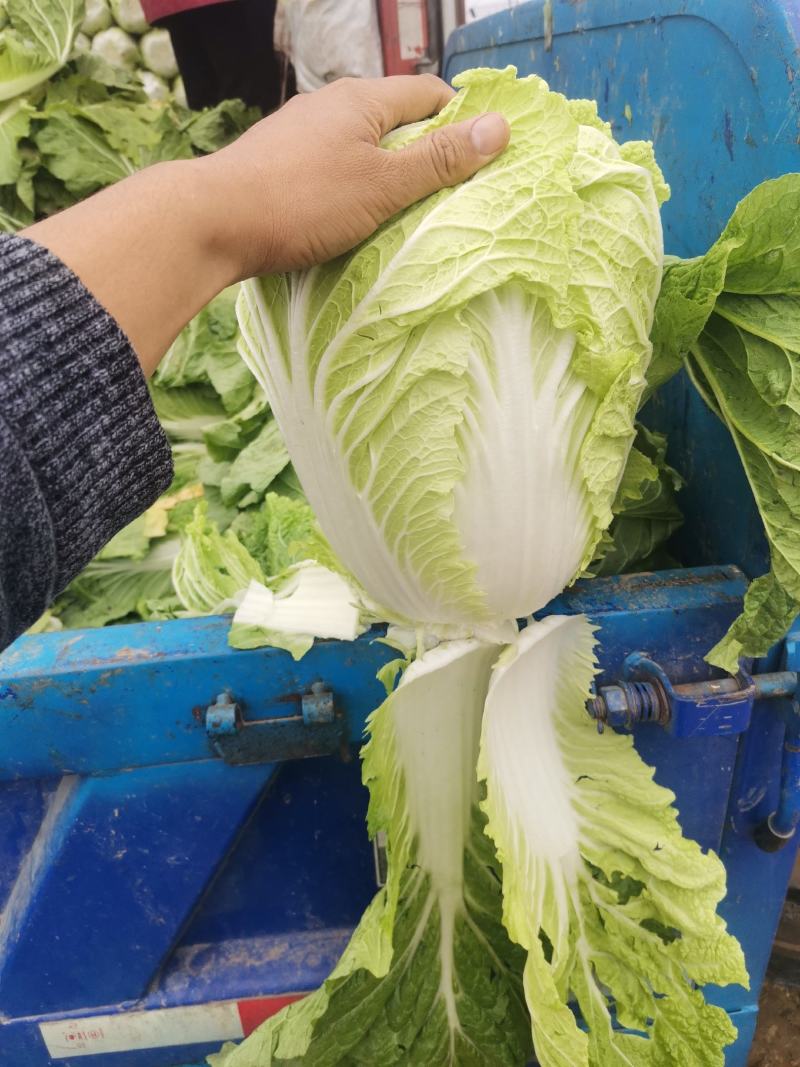 黄心白菜4~6斤净菜大量上市了，欢迎欢迎热烈欢迎