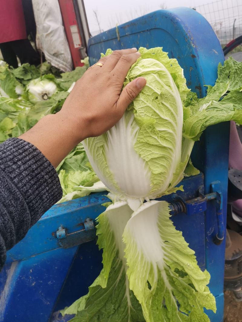 黄心白菜4~6斤净菜大量上市了，欢迎欢迎热烈欢迎