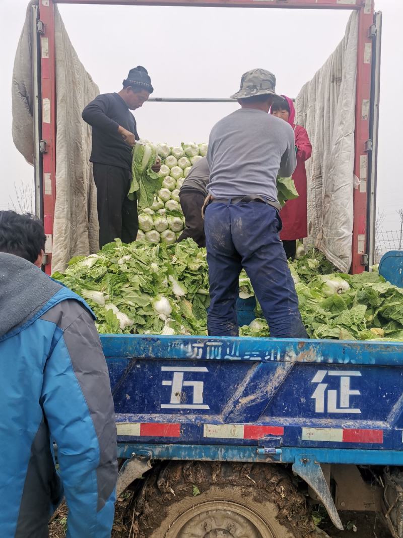 黄心白菜4~6斤净菜大量上市了，欢迎欢迎热烈欢迎
