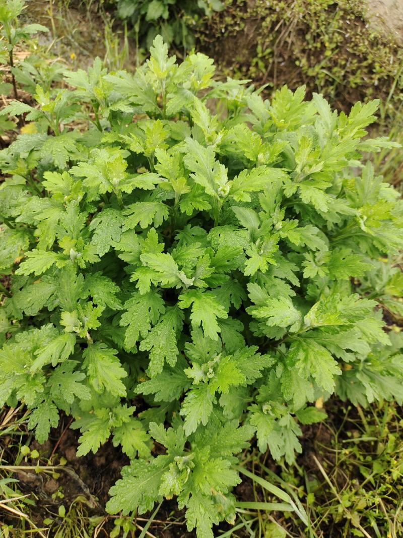 金丝皇菊婺源皇菊苗大量供应【提供技术指导包回收】