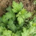 金丝皇菊婺源皇菊苗大量供应【提供技术指导包回收】