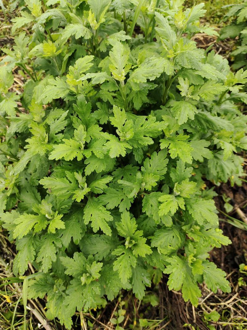 金丝皇菊婺源皇菊苗大量供应【提供技术指导包回收】