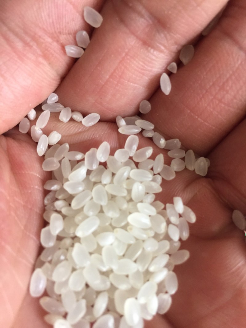 英德美香粘米，米香美味可口，家庭食品推荐，