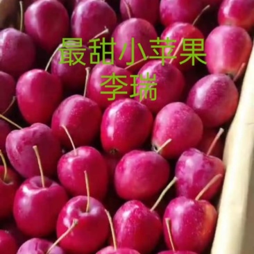 鸡心果123苹果K9苹果产地位于山区昼夜温差大