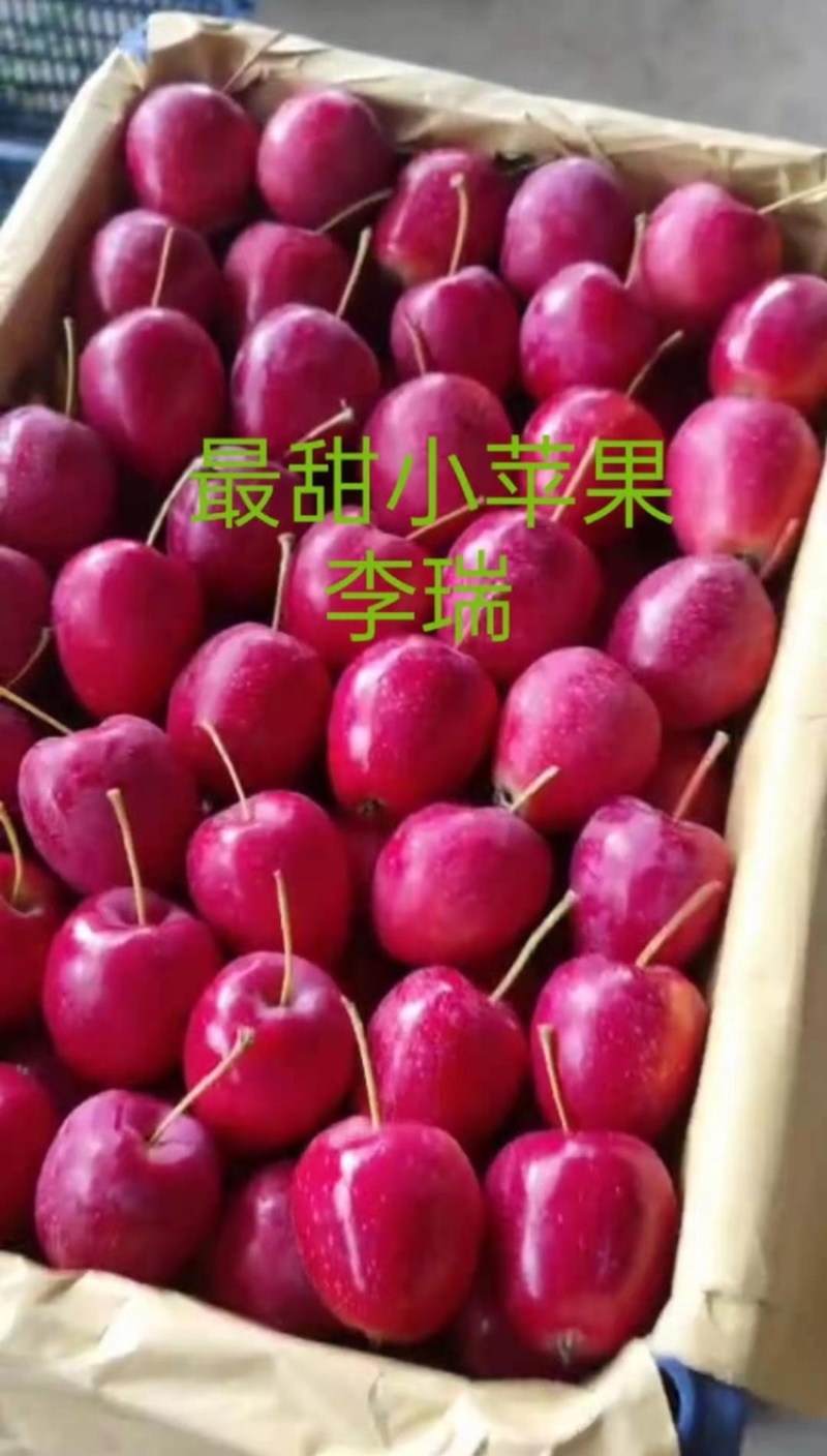 鸡心果123苹果K9苹果产地位于山区昼夜温差大