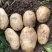 精品土豆🥔丽薯六号3两起步纸箱包装开远中和营