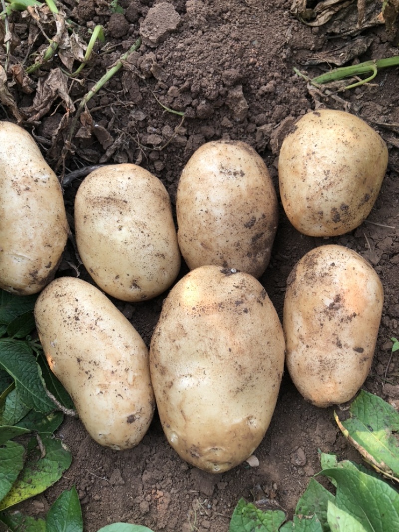 精品土豆🥔丽薯六号3两起步纸箱包装开远中和营