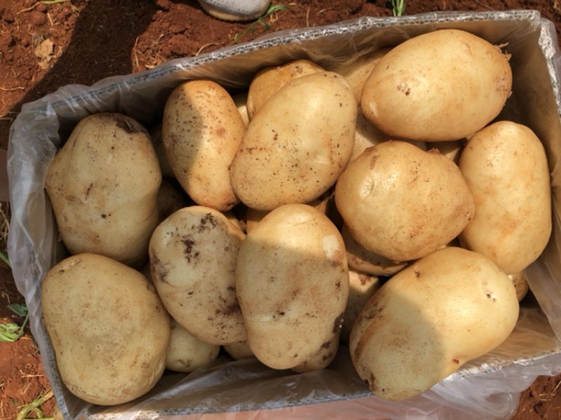 精品土豆🥔丽薯六号3两起步纸箱包装开远中和营