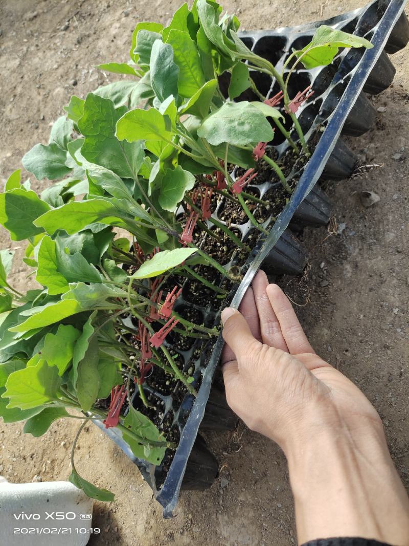 茄子苗嫁接陆地烧烤茄绿鄂！紫鄂！黑宝，产量高，意管理