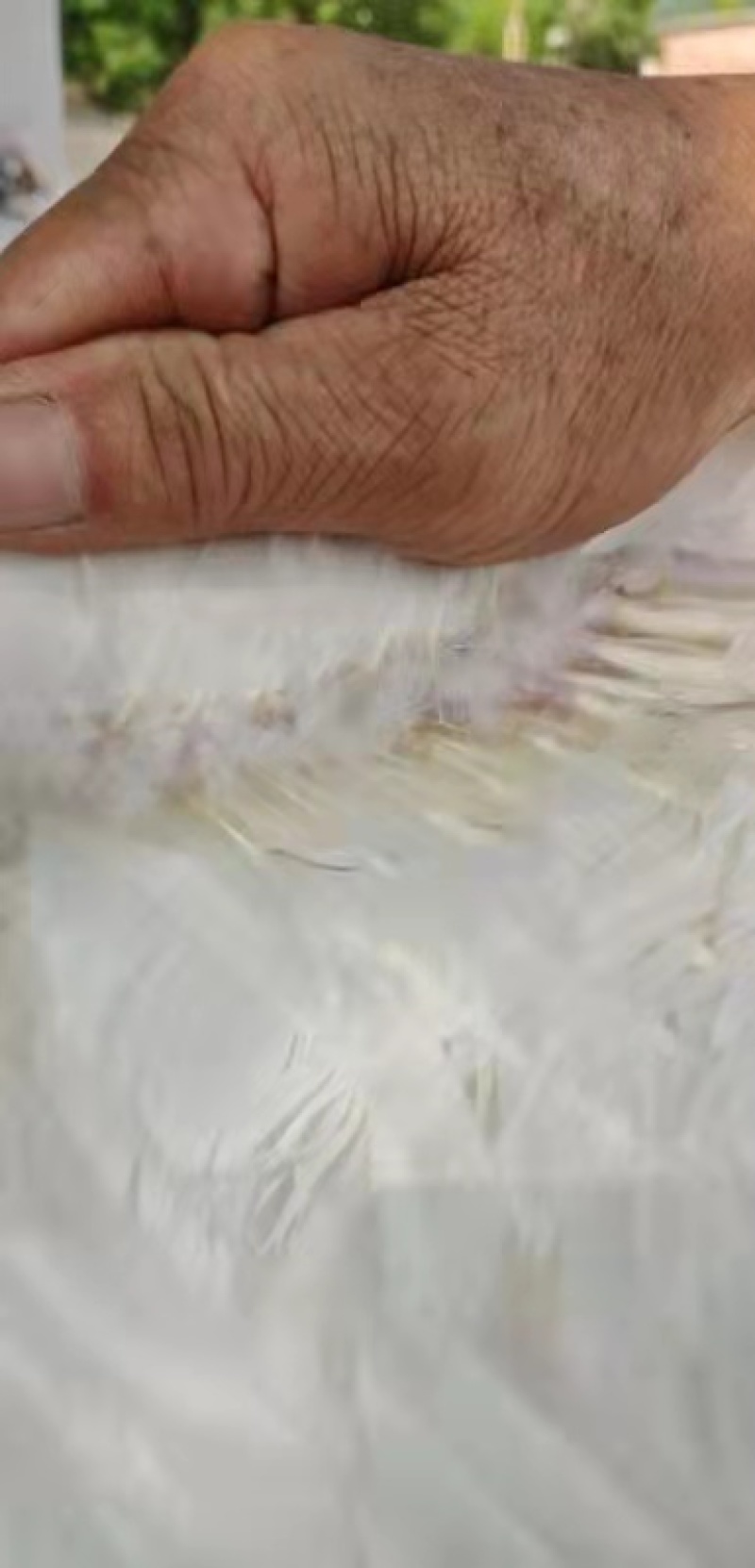 白番母80几均重6斤多