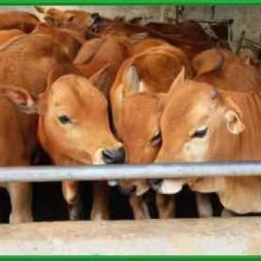 改良肉牛犊包技术包运输公母任意选曾草料铡草机