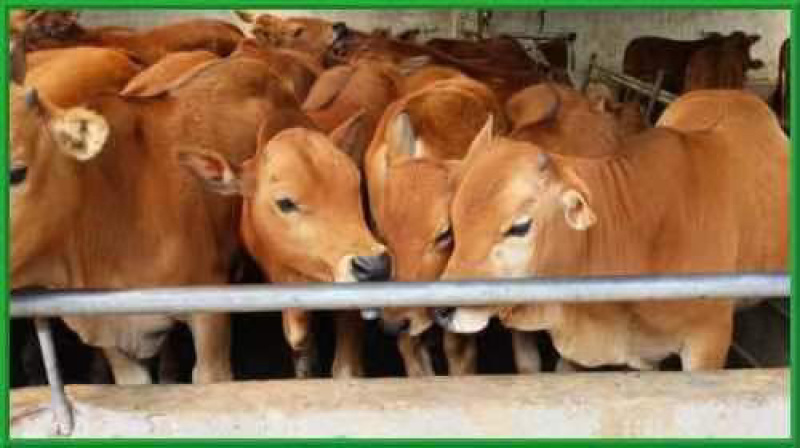 改良肉牛犊包技术包运输公母任意选曾草料铡草机