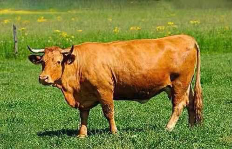 改良肉牛犊包技术包运输公母任意选曾草料铡草机