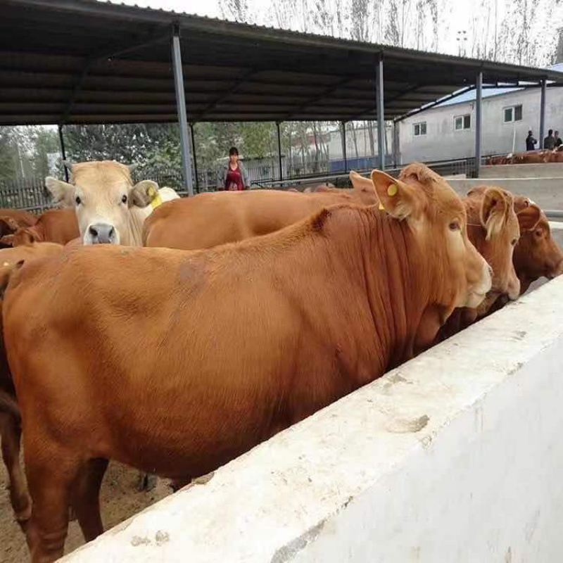 改良肉牛犊包技术包运输公母任意选曾草料铡草机