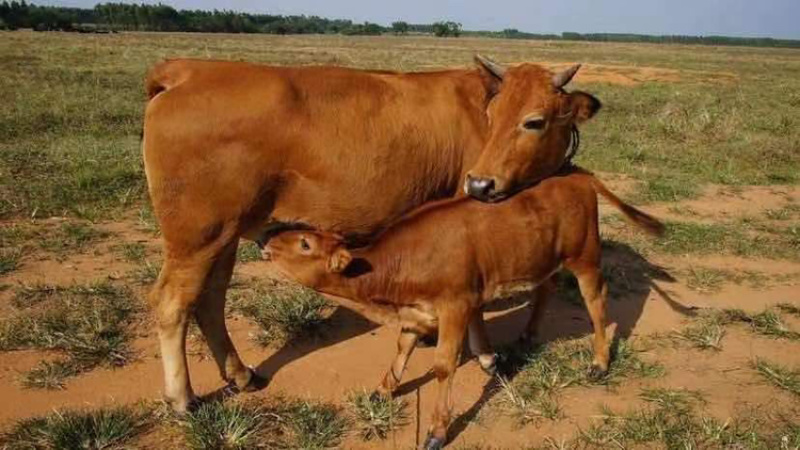 改良肉牛犊包技术包运输公母任意选曾草料铡草机