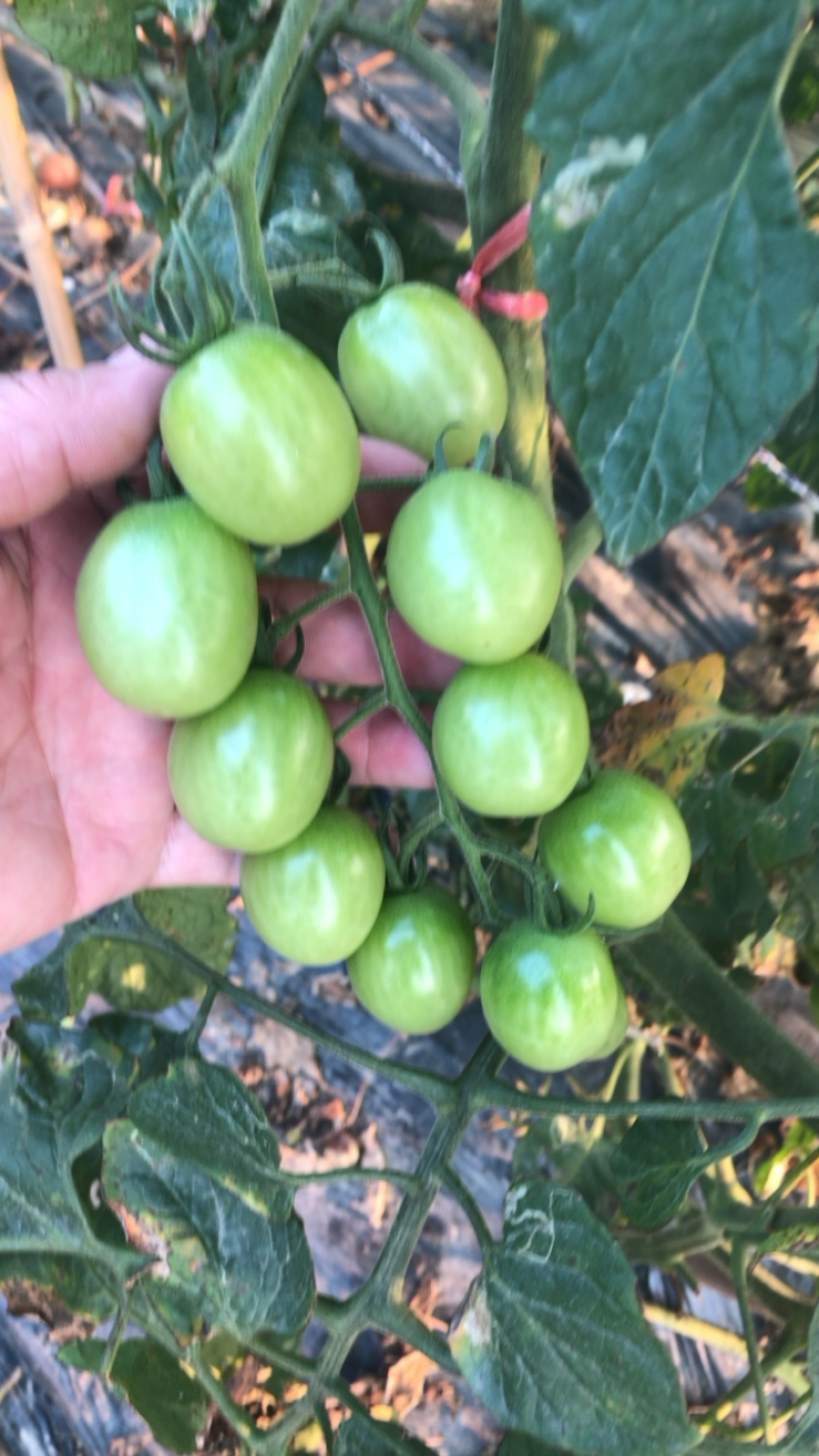 精品圣女果小番茄广州增城种植基地直供一级果