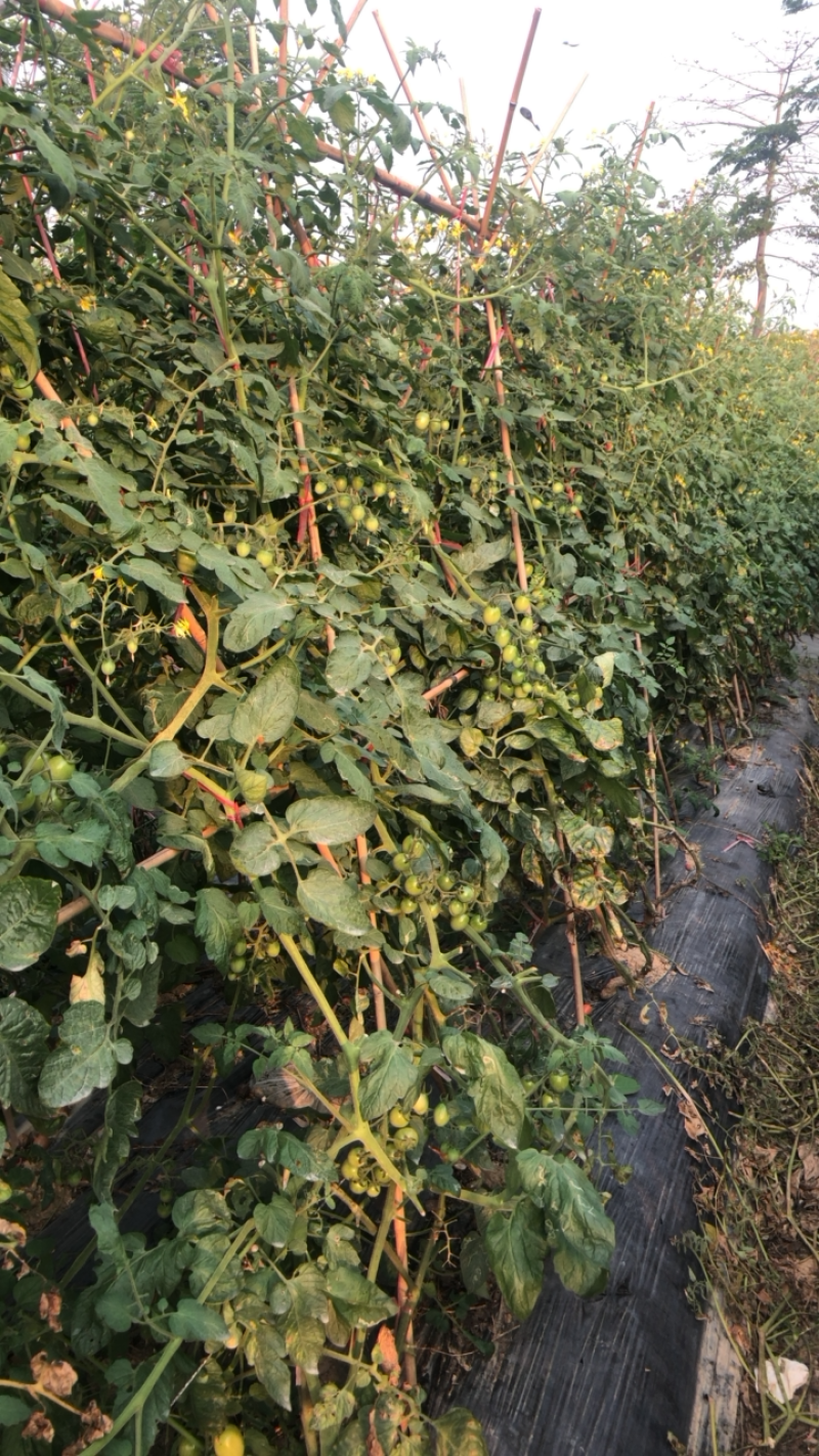 精品圣女果小番茄广州增城种植基地直供一级果