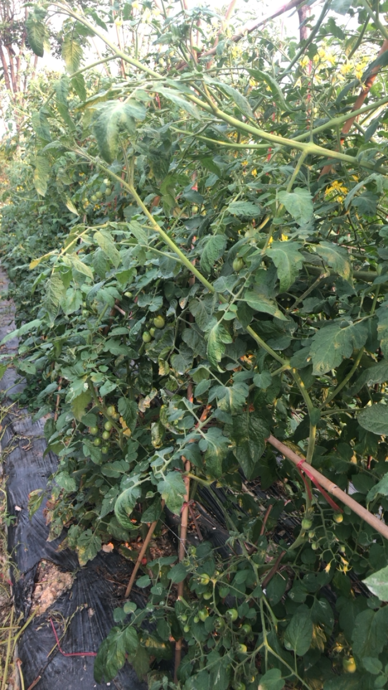 精品圣女果小番茄广州增城种植基地直供一级果