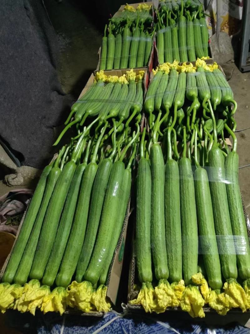 【丝瓜】连云港鲜花丝瓜，大量现货基地直供想要的欢迎咨询合
