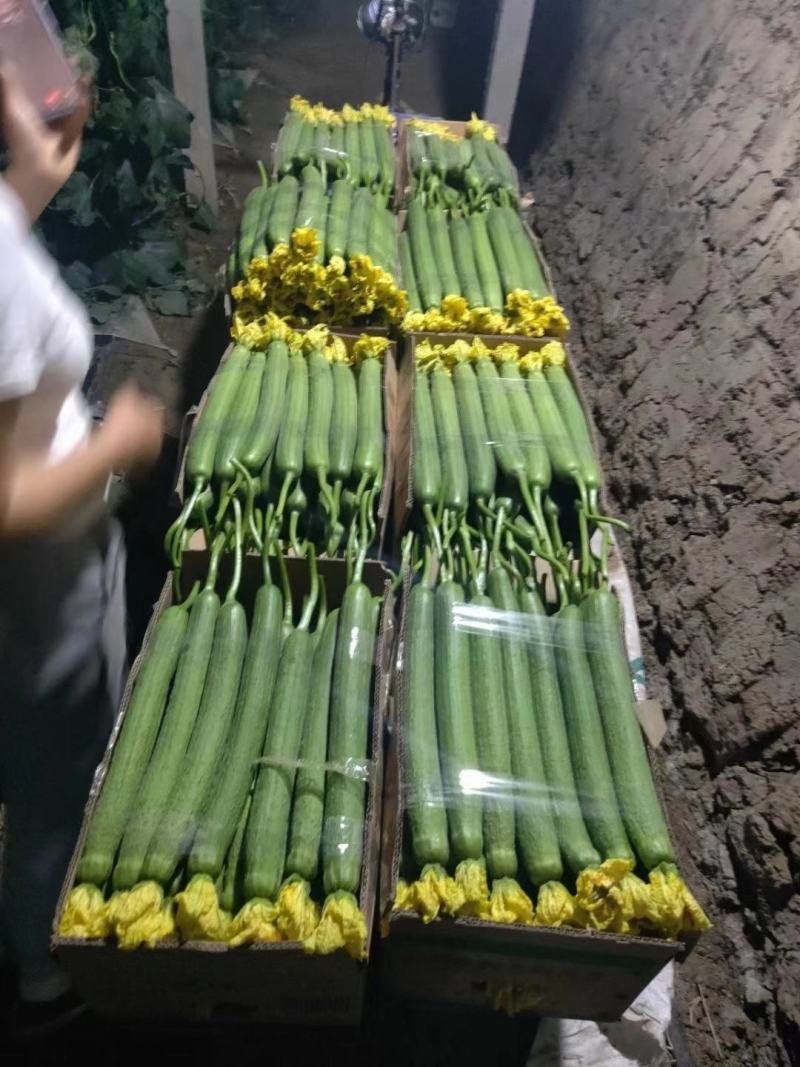 【丝瓜】连云港鲜花丝瓜，大量现货基地直供想要的欢迎咨询合