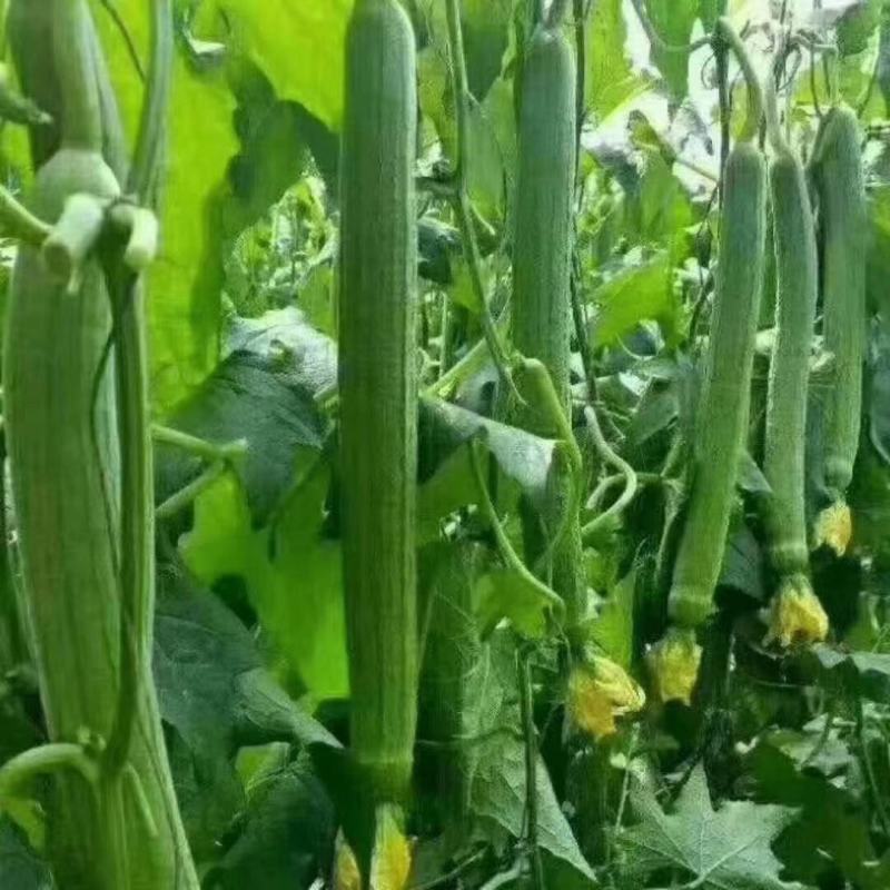 【丝瓜】连云港鲜花丝瓜，大量现货基地直供想要的欢迎咨询合
