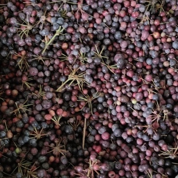 白肉粉质土茯苓种子（中草药材）