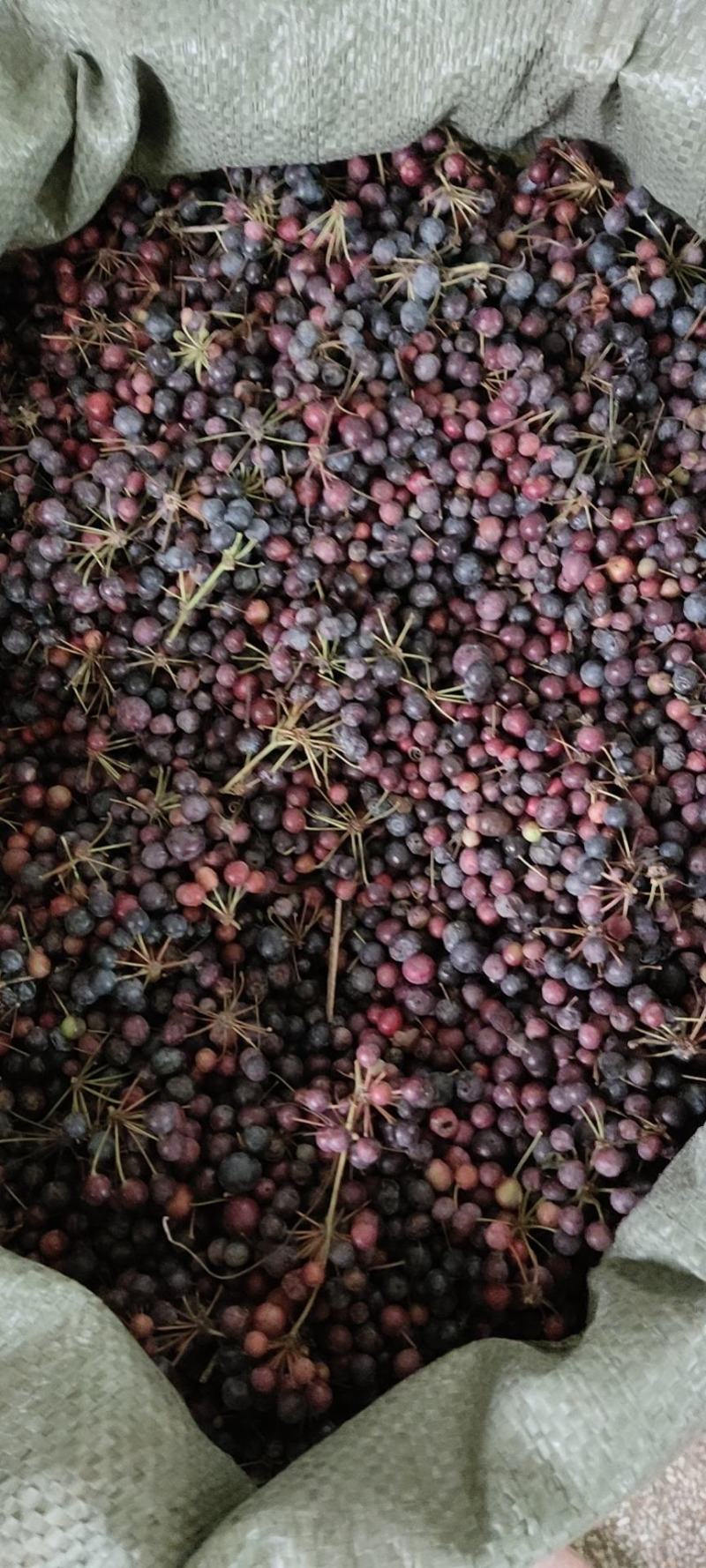 白肉粉质土茯苓种子（中草药材）