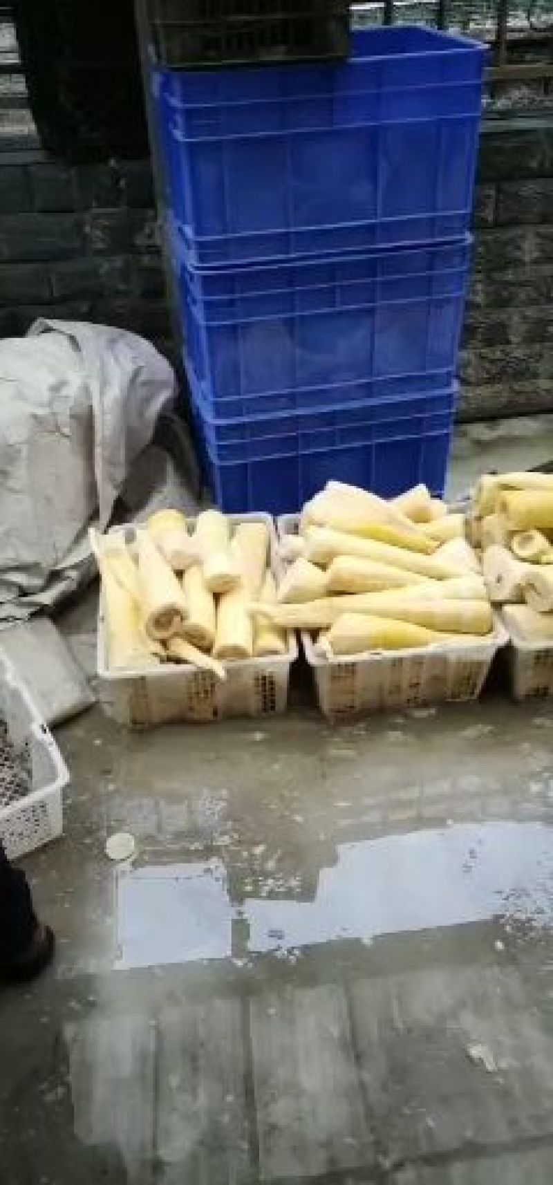 刚出来的春笋楠竹笋煮过的中精品南竹笋子‘.