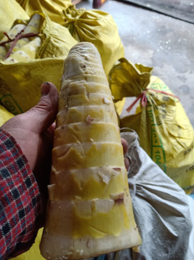 刚出来的春笋楠竹笋煮过的中精品南竹笋子‘.