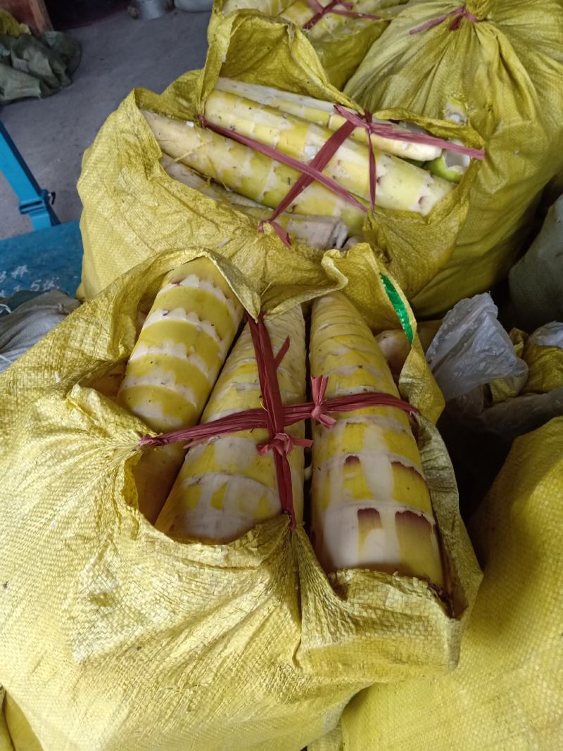 刚出来的春笋楠竹笋煮过的中精品南竹笋子‘.